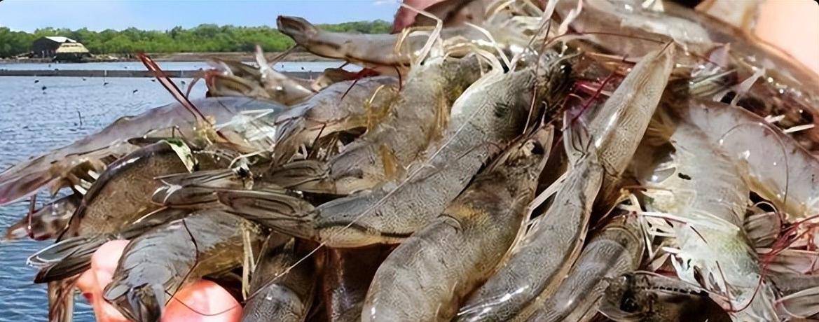 咖啡出口暴增16倍打脸1400 万美元进腰包不朽情缘登录入口阿斯富拉喊 “大陆好处不够”(图12)